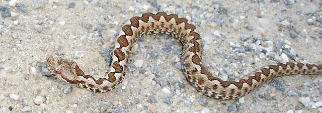 image-139163-Vipera-ammodytes.jpg?1423821199672